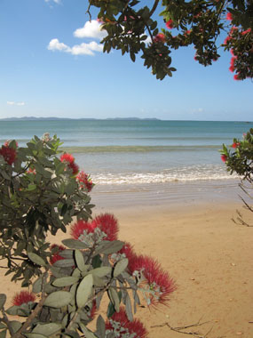 Coopers Beach with Pohutukawa from By the Bay